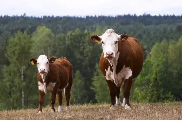 Framed Print : Calf Cow Brown and white Smaland region. Sweden, Europe Framed Print : Calf Cow Brown and white Smaland region. Sweden, Europe