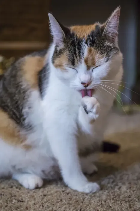 Framed Print : Calico cat cleaning her paw by licking it. (PR) Framed Print : Calico cat cleaning her paw by licking it. (PR)