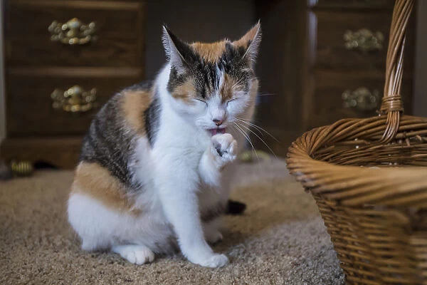 Calico cat cleaning her paw by licking it. (PR)