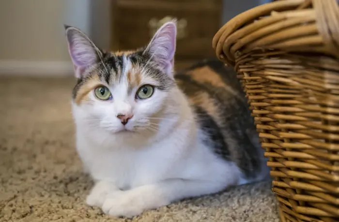 Framed Print : Calico cat peeking out from behind a wicker basket, on a carpeted floor. (PR) Framed Print : Calico cat peeking out from behind a wicker basket, on a carpeted floor. (PR)