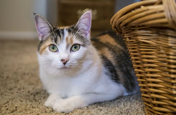 Calico cat peeking out from behind a wicker basket, on a carpeted floor. (PR)