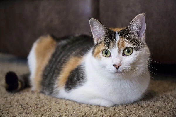 Calico cat relaxing on a carpeted floor. (PR)