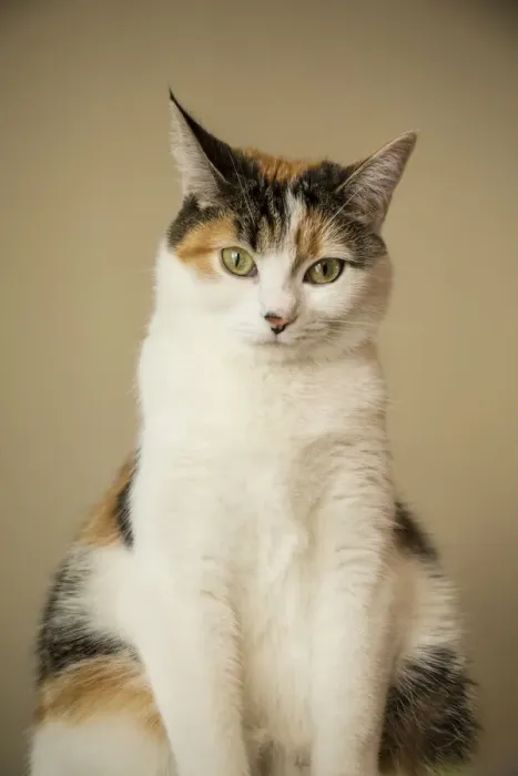 Framed Print : Calico cat sitting. (PR) Framed Print : Calico cat sitting. (PR)