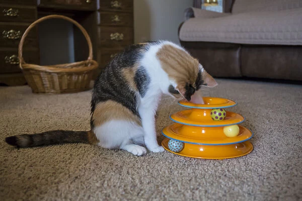 Calico cat using her paw to try to retrieve her favorite mouse toy that has fallen