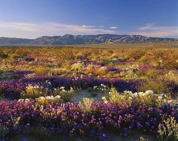 06. California, Anza Borrego Desert State Park