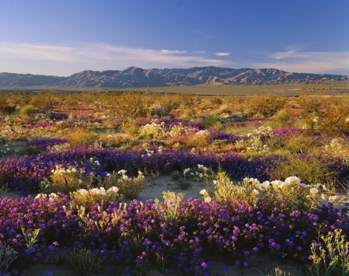 Framed Print : 06. California, Anza Borrego Desert State Park
