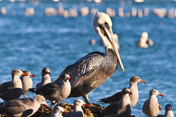 California brown pelicans (Pelecanus occidentalis), Avila Beach, California USA