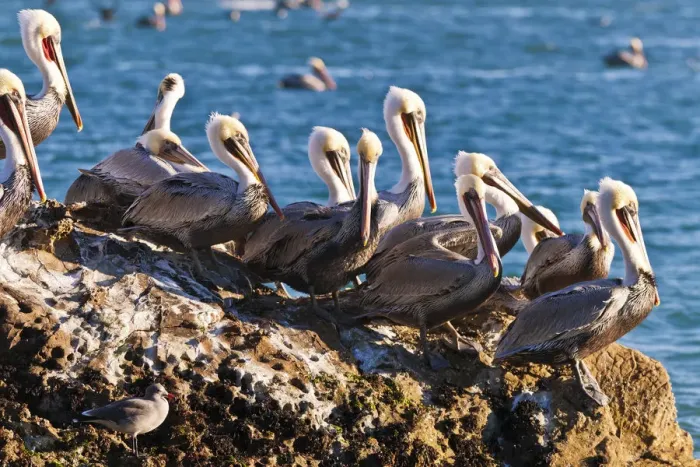 Framed Print : California brown pelicans (Pelecanus occidentalis), Avila Beach, California USA Framed Print : California brown pelicans (Pelecanus occidentalis), Avila Beach, California USA