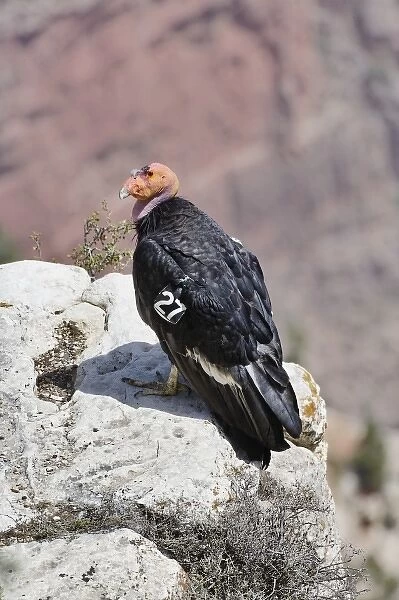 California Condor, Gymnogyps californianus, South rim of the Grand Canyon, Grand