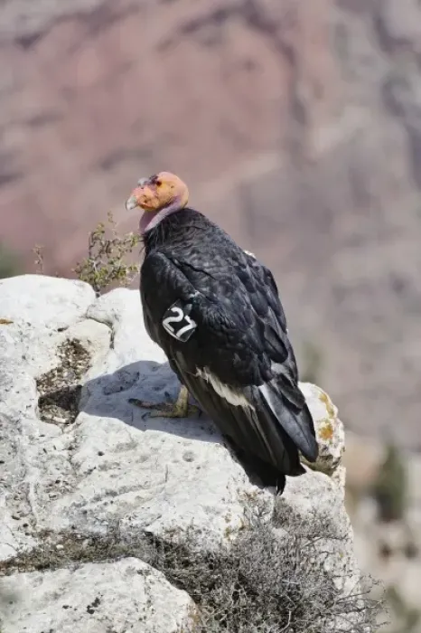 Framed Print : California Condor, Gymnogyps californianus, South rim of the Grand Canyon, Grand