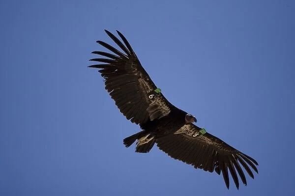 California Condor, Gymnogyps californianus, soaring overhead in Arizona, USA