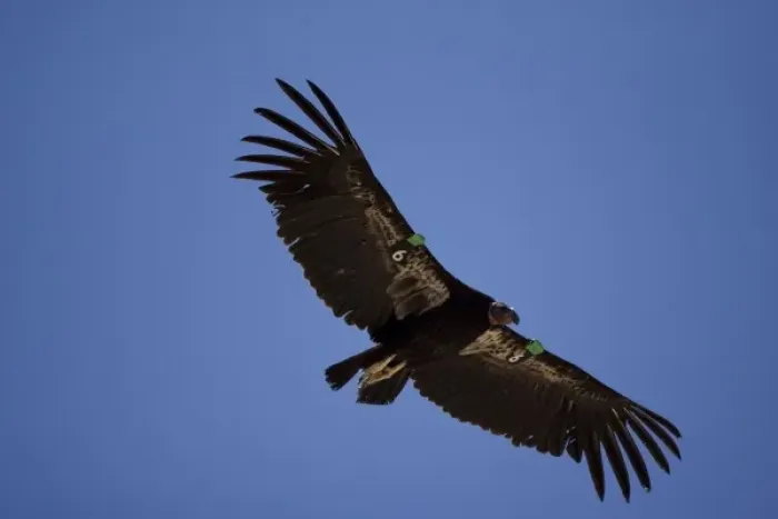 Framed Print : California Condor, Gymnogyps californianus, soaring overhead in Arizona, USA Framed Print : California Condor, Gymnogyps californianus, soaring overhead in Arizona, USA