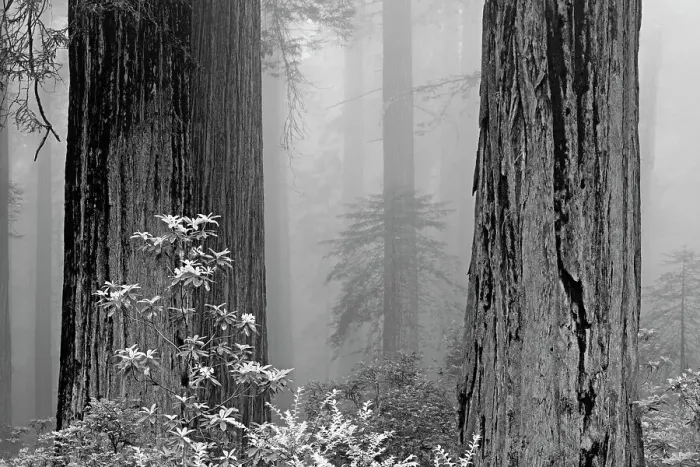 Framed Print : California, del Norte Coast Redwoods State Park, redwood trees in fog with rhododendrons Framed Print : California, del Norte Coast Redwoods State Park, redwood trees in fog with rhododendrons