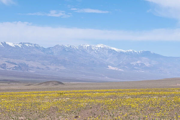 California. Desert Dandelion (Malacothrix californica), Death Valley National Park