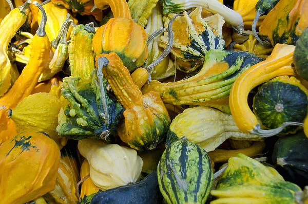 California fruit stand Autumn harvest. Ornamental Winged gourds