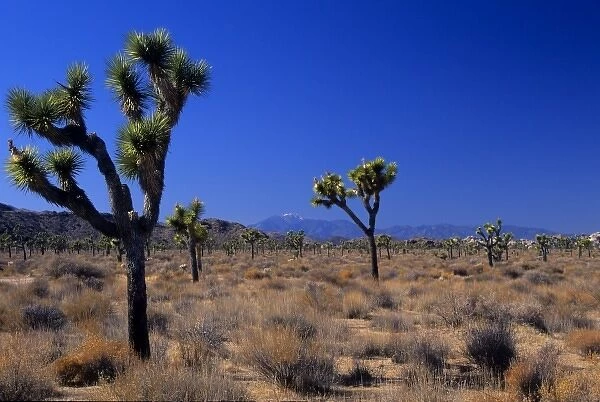 California: Joshua Tree Monument, Queen Valley, Joshua trees ( Yucca brevifolia )