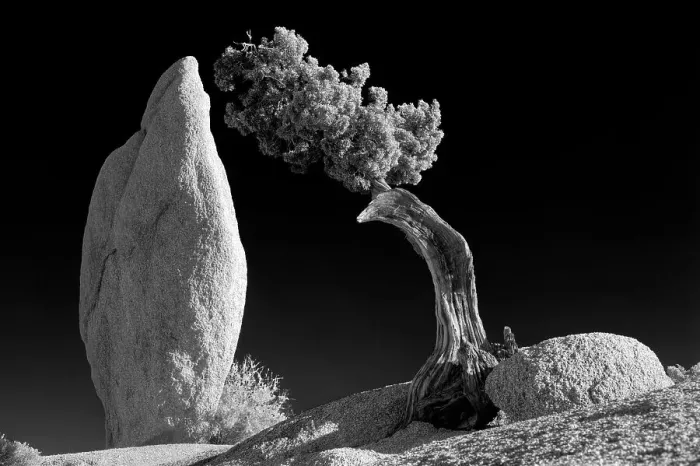 Framed Print : California, Joshua Tree National Park. Granite rock formation and California juniper tree Framed Print : California, Joshua Tree National Park. Granite rock formation and California juniper tree