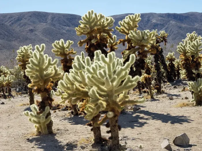 Framed Print : California, Joshua Tree National Park. Cholla Cactus Garden, close-up of teddy-bear cholla cactus Framed Print : California, Joshua Tree National Park. Cholla Cactus Garden, close-up of teddy-bear cholla cactus