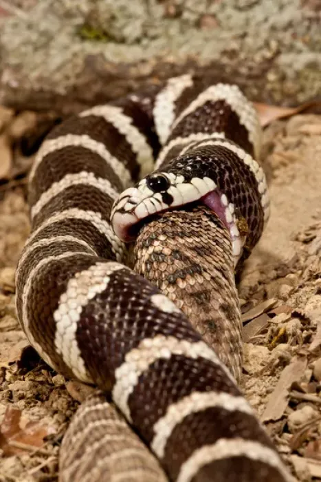 Framed Print : California Kingsnake eating Western Diamondback Rattler, Lampropeltis getulus  /  Crotalus atrox