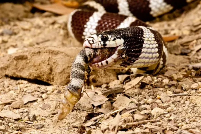 Framed Print : California Kingsnake eating Western Diamondback Rattler, Lampropeltis getulus / Crotalus atrox Framed Print : California Kingsnake eating Western Diamondback Rattler, Lampropeltis getulus / Crotalus atrox