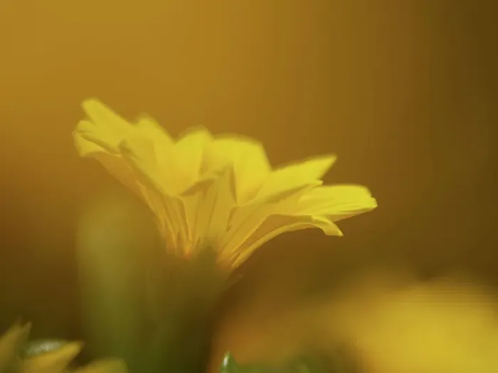 Framed Print : California, Los Angeles. Gazania Framed Print : California, Los Angeles. Gazania