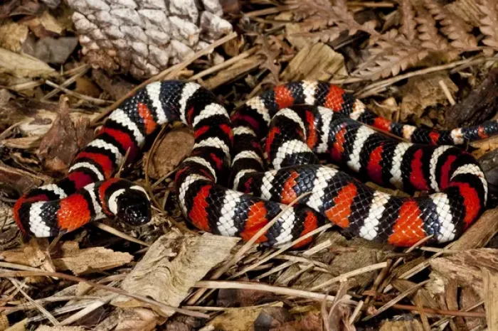 Framed Print : California Mountain Kingsnake Lampropeltis zonata Native to California