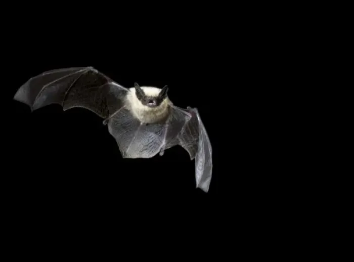 Framed Print : California Myotis, Myotis californicus, flying at night in Arizona, USA Framed Print : California Myotis, Myotis californicus, flying at night in Arizona, USA