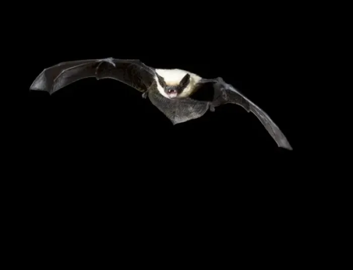 Framed Print : California Myotis, Myotis californicus, flying at night in Arizona, USA Framed Print : California Myotis, Myotis californicus, flying at night in Arizona, USA