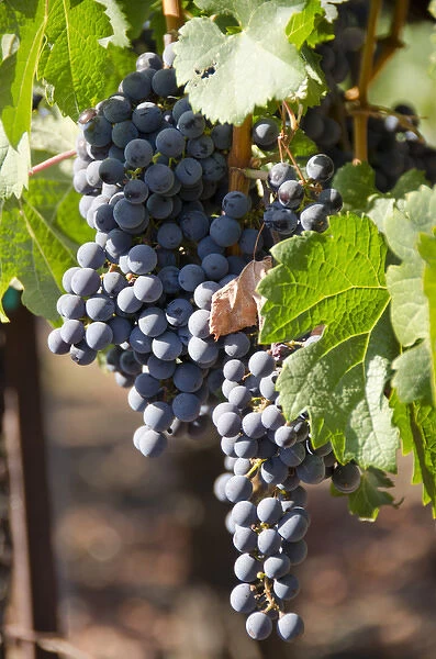 California, Napa Valley Wine Country. Wine vineyard, Fall crush season'