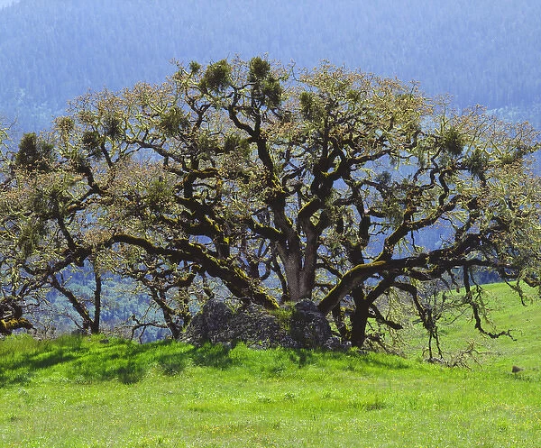 California; An Oak Tree in a clearing in the forest
