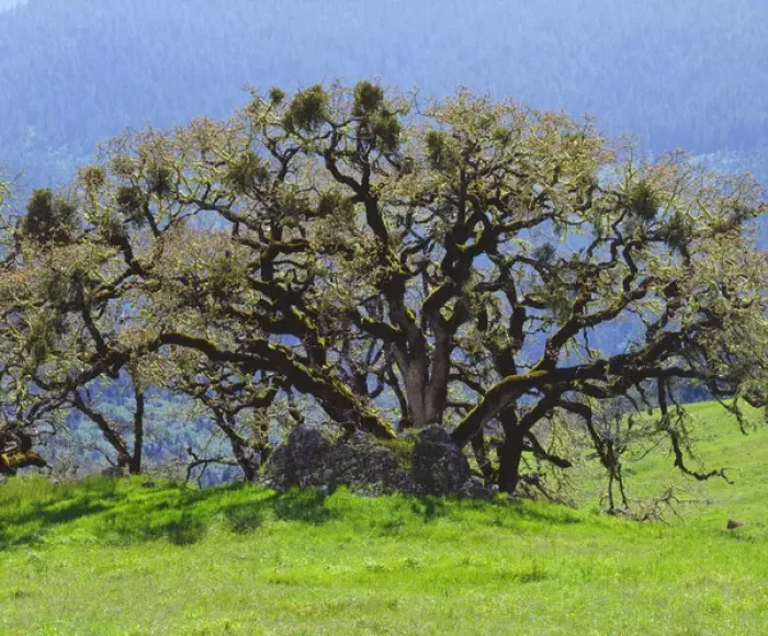 Framed Print : California; An Oak Tree in a clearing in the forest Framed Print : California; An Oak Tree in a clearing in the forest
