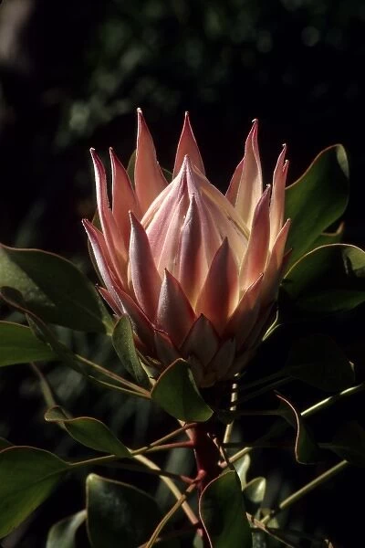 California: Ojal, Taft Ranch, ICEC, king protea (Protea cynaroides), February PR71