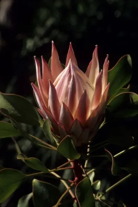 Framed Print : California: Ojal, Taft Ranch, ICEC, king protea (Protea cynaroides), February PR71 Framed Print : California: Ojal, Taft Ranch, ICEC, king protea (Protea cynaroides), February PR71
