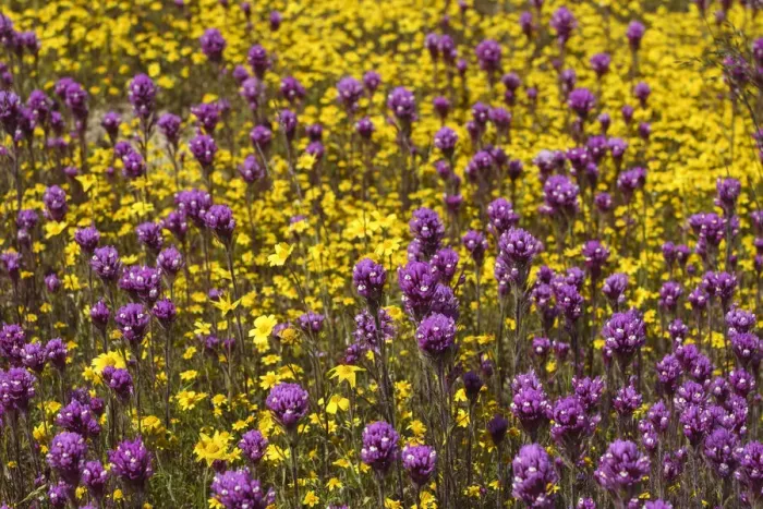 Framed Print : California. Owls clover and a variety of yellow flowers fill a meadow in Carrizo Framed Print : California. Owls clover and a variety of yellow flowers fill a meadow in Carrizo