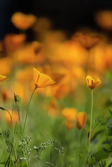 Framed Print : California poppies Framed Print : California poppies