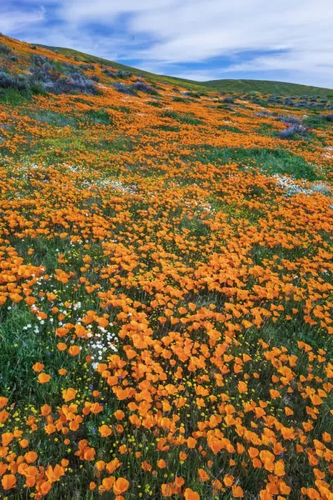 Framed Print : California Poppies, Antelope Valley, California, USA Framed Print : California Poppies, Antelope Valley, California, USA