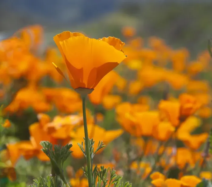 Framed Print : California Poppies, Big Sur, California, USA Framed Print : California Poppies, Big Sur, California, USA