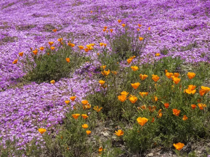 Framed Print : California Poppies, Big Sur, California, USA Framed Print : California Poppies, Big Sur, California, USA