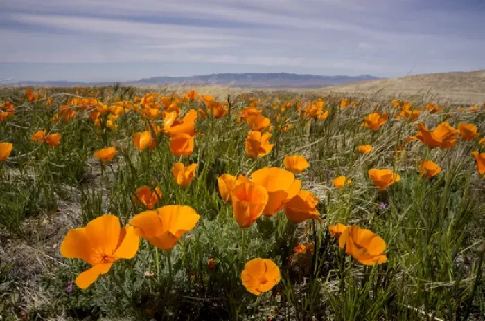 Framed Print : California poppies in bloom, Lancaster, California Framed Print : California poppies in bloom, Lancaster, California
