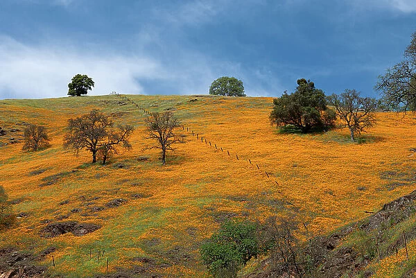 California poppies blooming in a field in Amador County