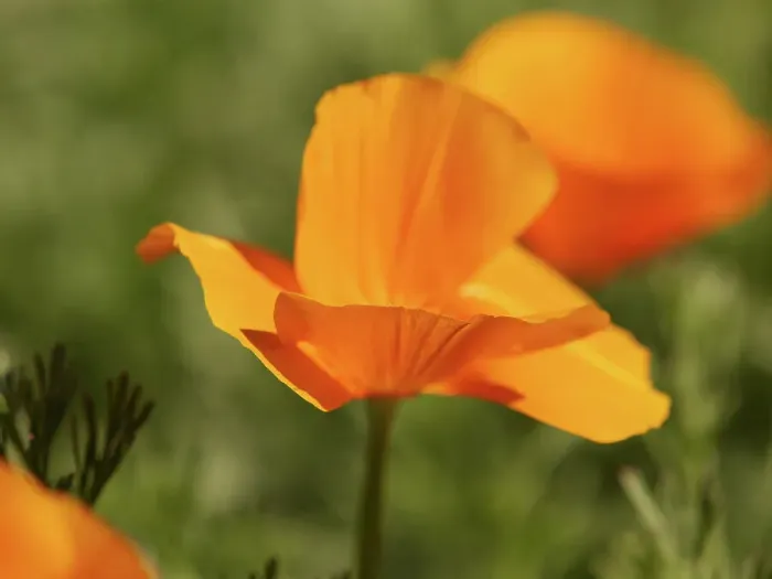 Framed Print : California poppies blooming on sunny day, Southern California Framed Print : California poppies blooming on sunny day, Southern California