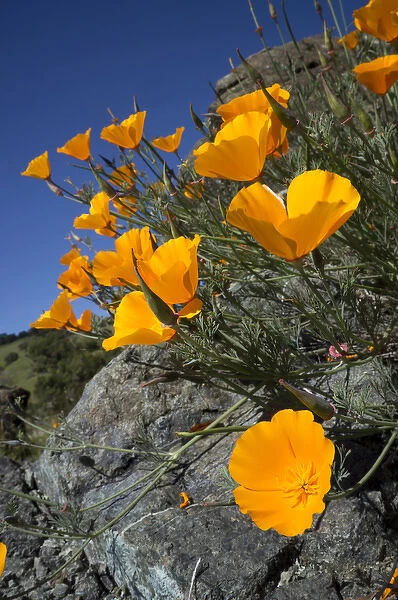 California poppies, California Central Coast, near Paso Robles, California