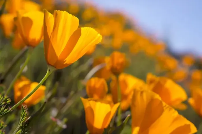 Framed Print : California Poppies, California Central Coast near Paso Robles Framed Print : California Poppies, California Central Coast near Paso Robles