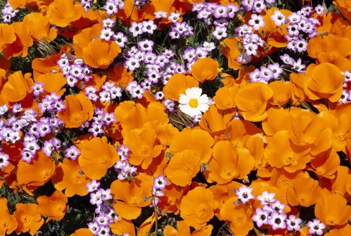 Framed Print : California Poppies, Davy Gilia, and White Woolly Daisy, Antelope Valley, California, USA Framed Print : California Poppies, Davy Gilia, and White Woolly Daisy, Antelope Valley, California, USA