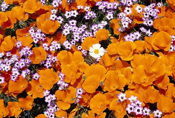 California Poppies, Davy Gilia, and White Woolly Daisy, Antelope Valley, California, USA