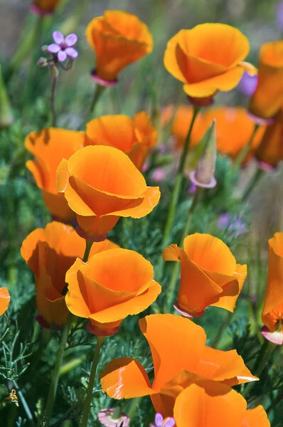 California Poppies (Eschscholtzia californica), Antelope Valley, California USA