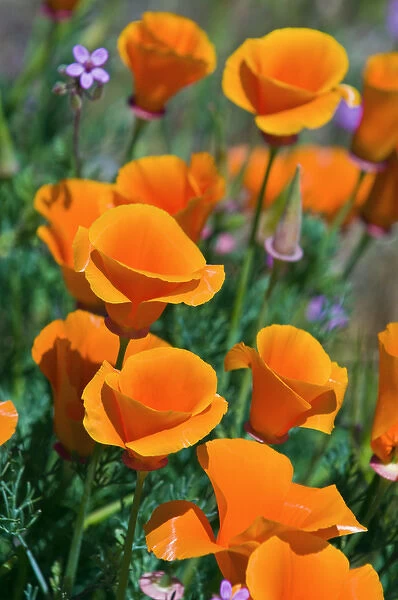 California Poppies (Eschscholzia californica), Antelope Valley, California USA