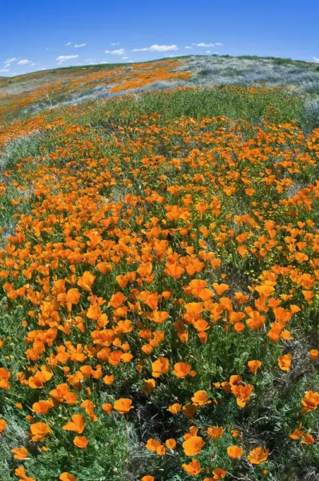 Framed Print : California Poppies (Eschscholzia californica), Antelope Valley, California USA