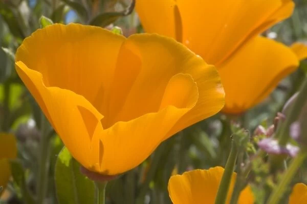 California poppies, Eschscholzia californica californica, San Simeon State Park