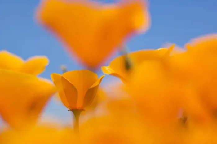 Framed Print : California poppies, Eschscholzia californica californica, San Simeon State Park Framed Print : California poppies, Eschscholzia californica californica, San Simeon State Park